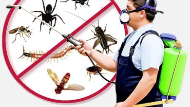 Best Pest Control Services in Jaipur