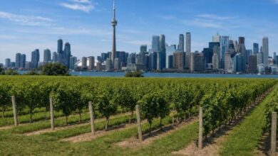 Toronto to Niagara Weed Tours