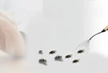 Best Pest Control for Cockroaches in Jaipur