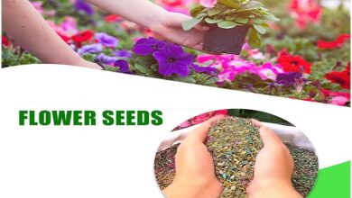 Summer Flower Seeds​