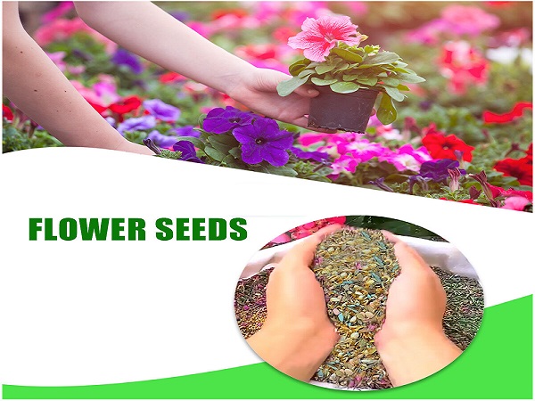 Summer Flower Seeds