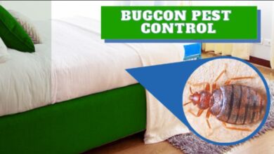 Bedbugs Pest Control in Jaipur