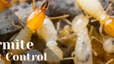 Termite Control Services in Jaipur