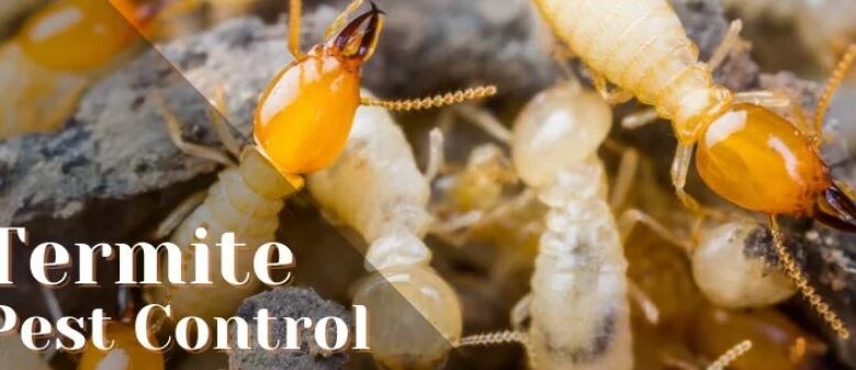 Termite Control Services in Jaipur
