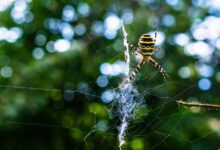 Spider Control Chennai