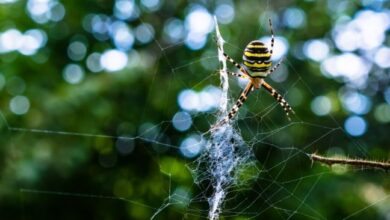Spider Control Chennai