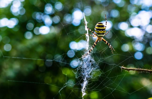 Spider Control Chennai