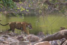 Ranthambore wildlife tour holiday package