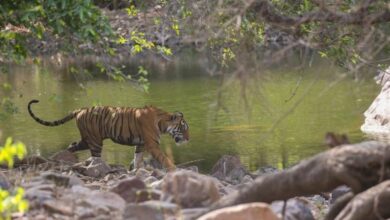 Ranthambore wildlife tour holiday package