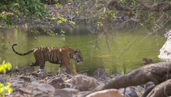 Ranthambore wildlife tour holiday package