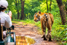 Ranthambore safari timings