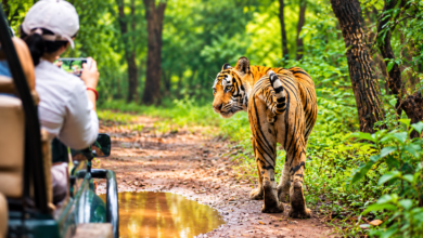 Ranthambore safari timings