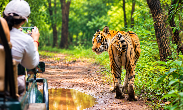 Ranthambore safari timings